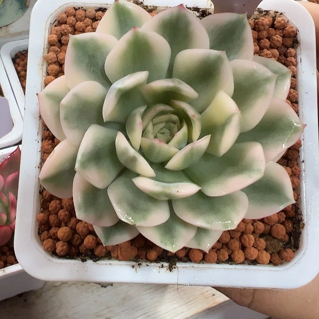 0320月亮仙子锦多肉植物