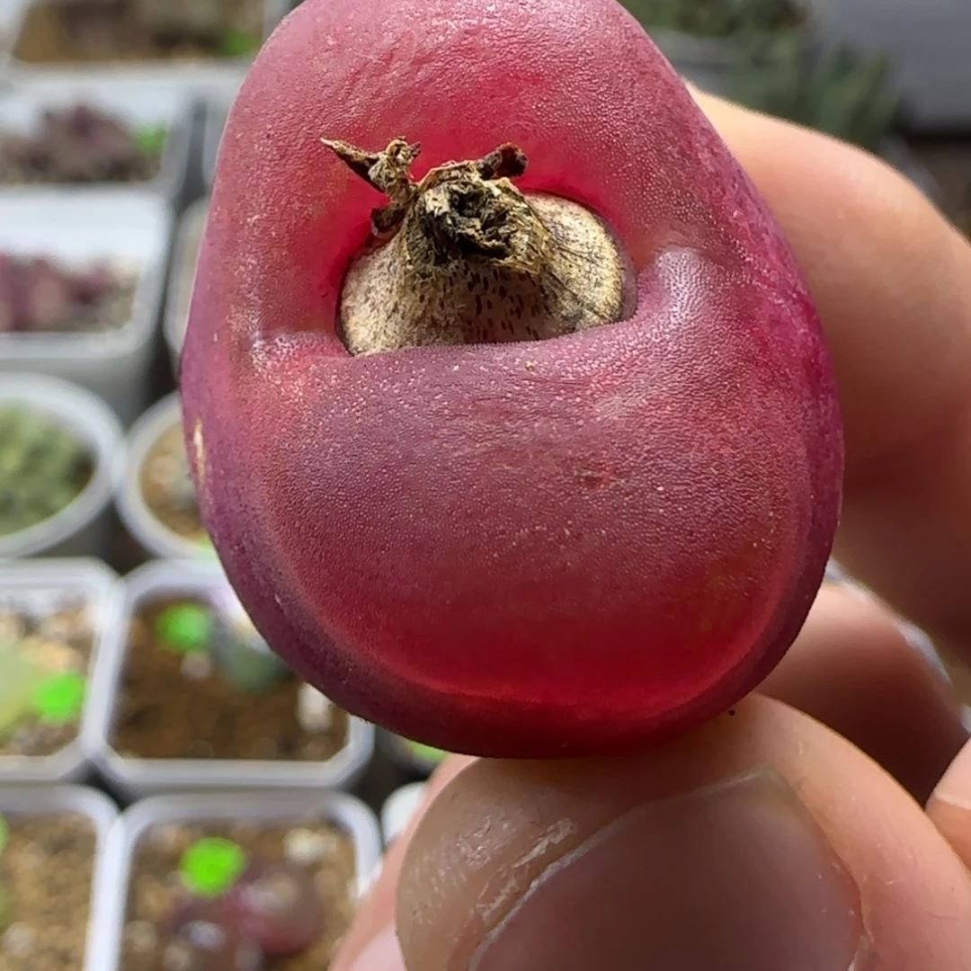 丝绒2.7+多肉植物190