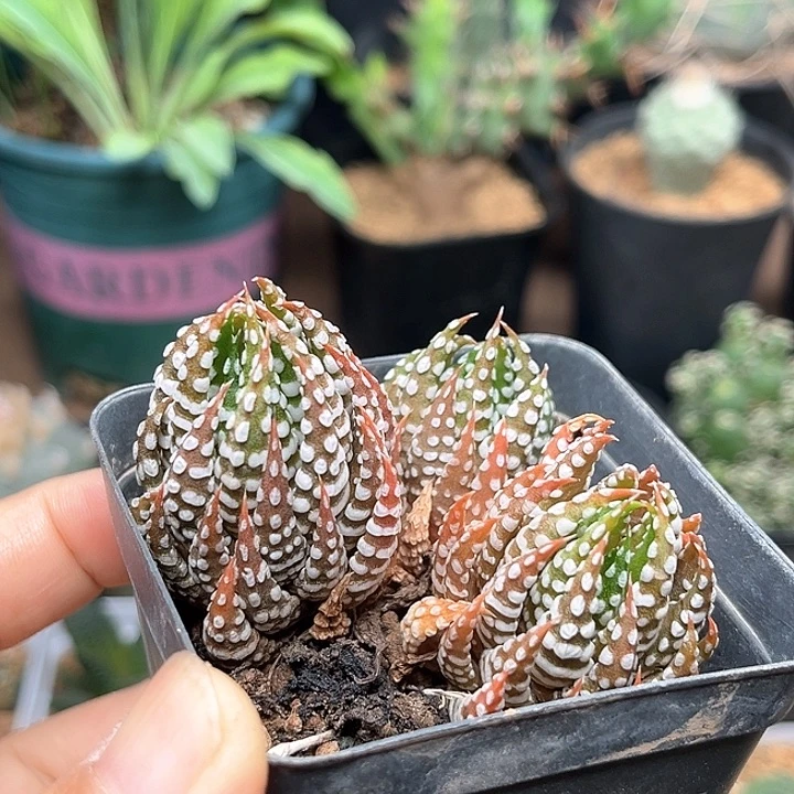 无花朵硬叶十二卷