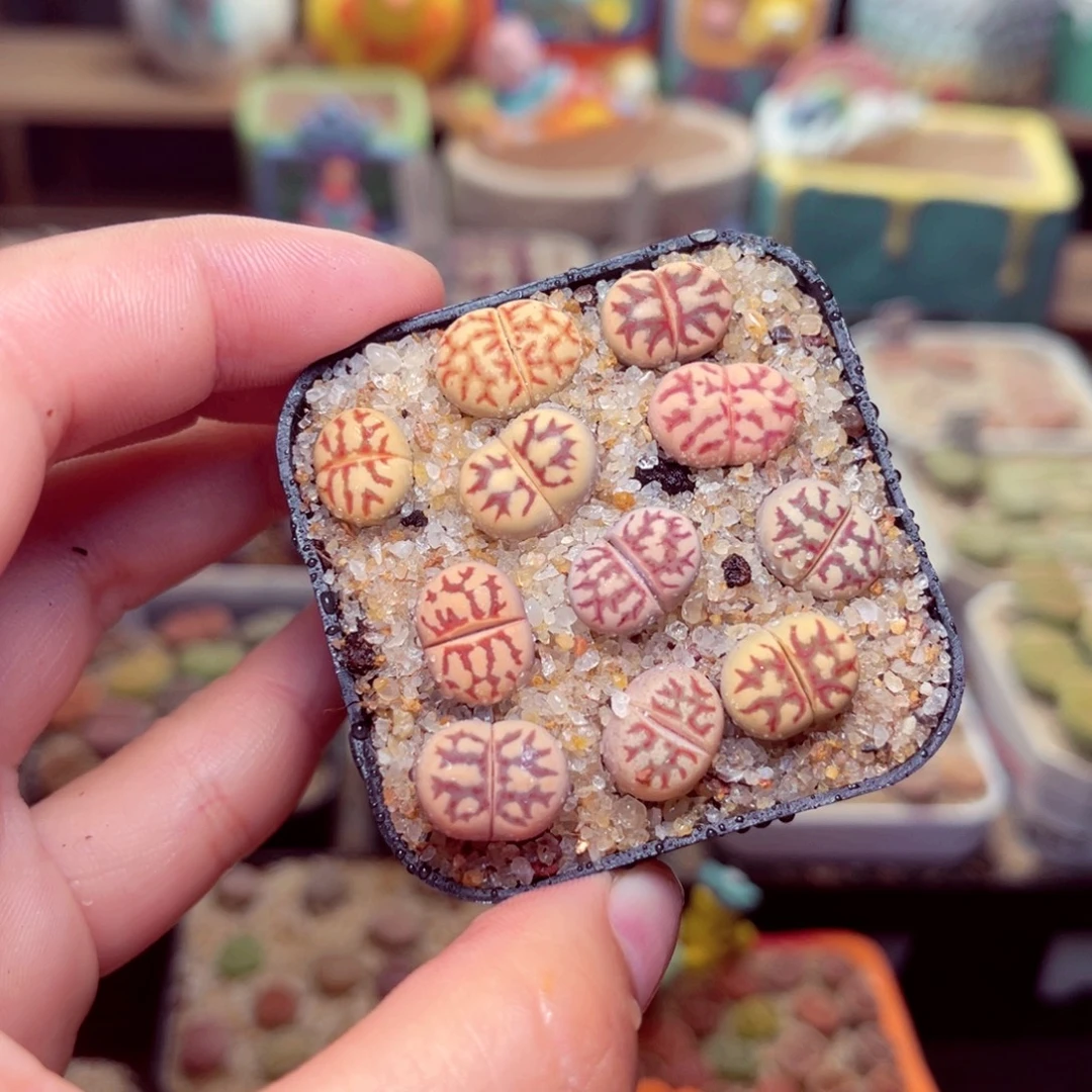 255号带盆包邮发货