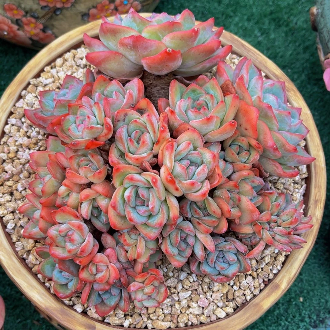 多肉植物一物一拍