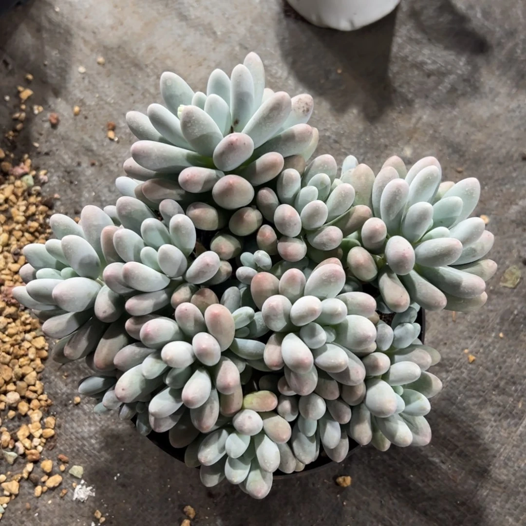 大叶汤圆群生无砍1022031