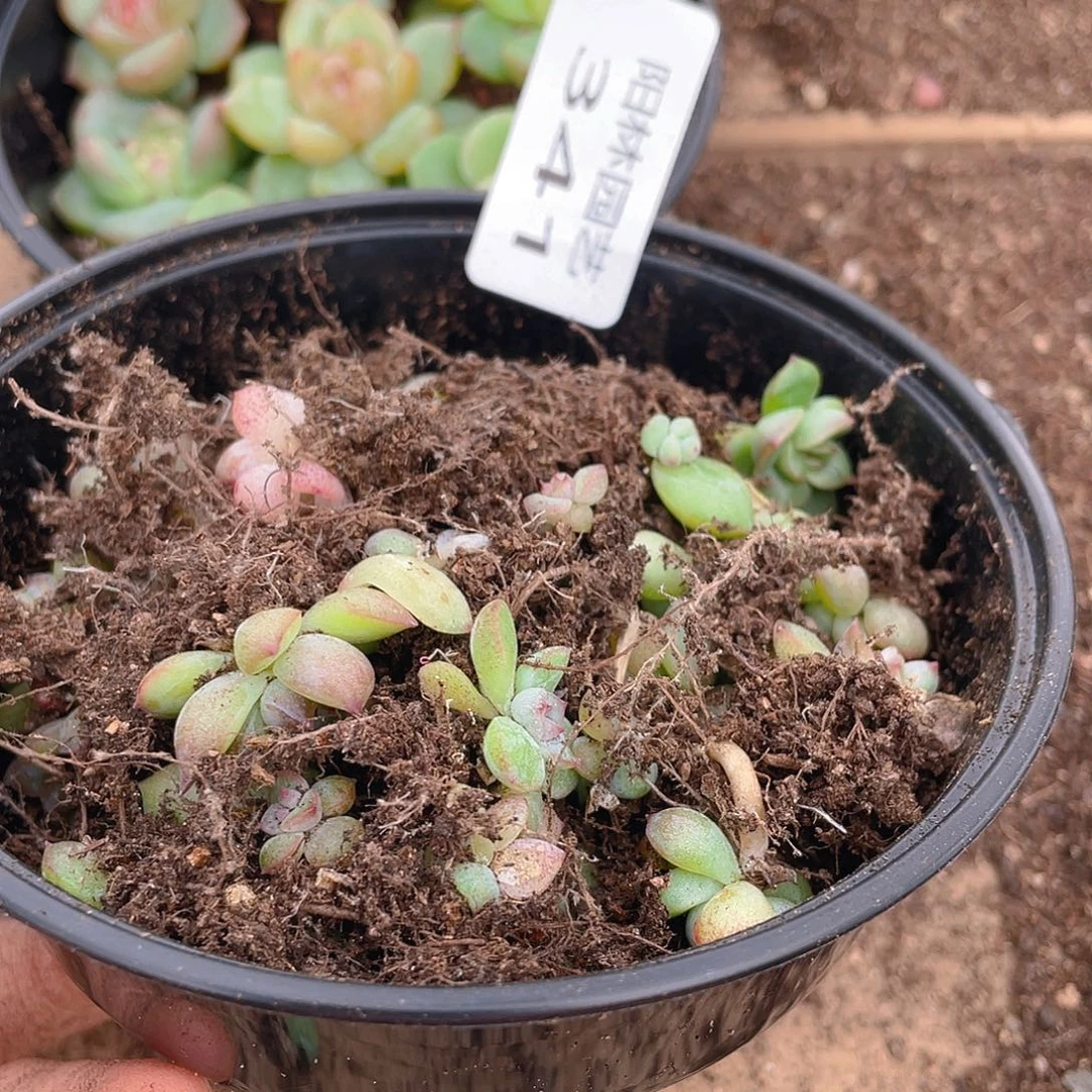 多肉植物多肉植物341