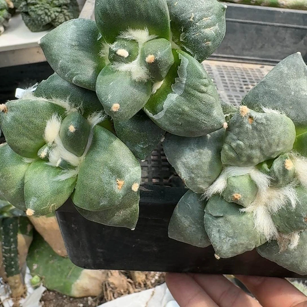 【闪购商品】无花朵用****1三颗牡丹700