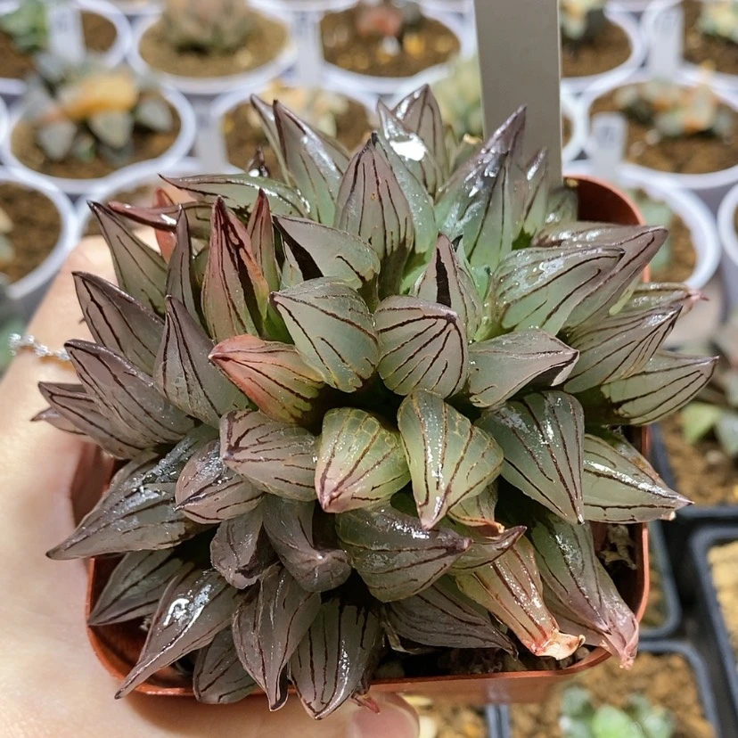 【闪购商品】22群生西瓜寿母本