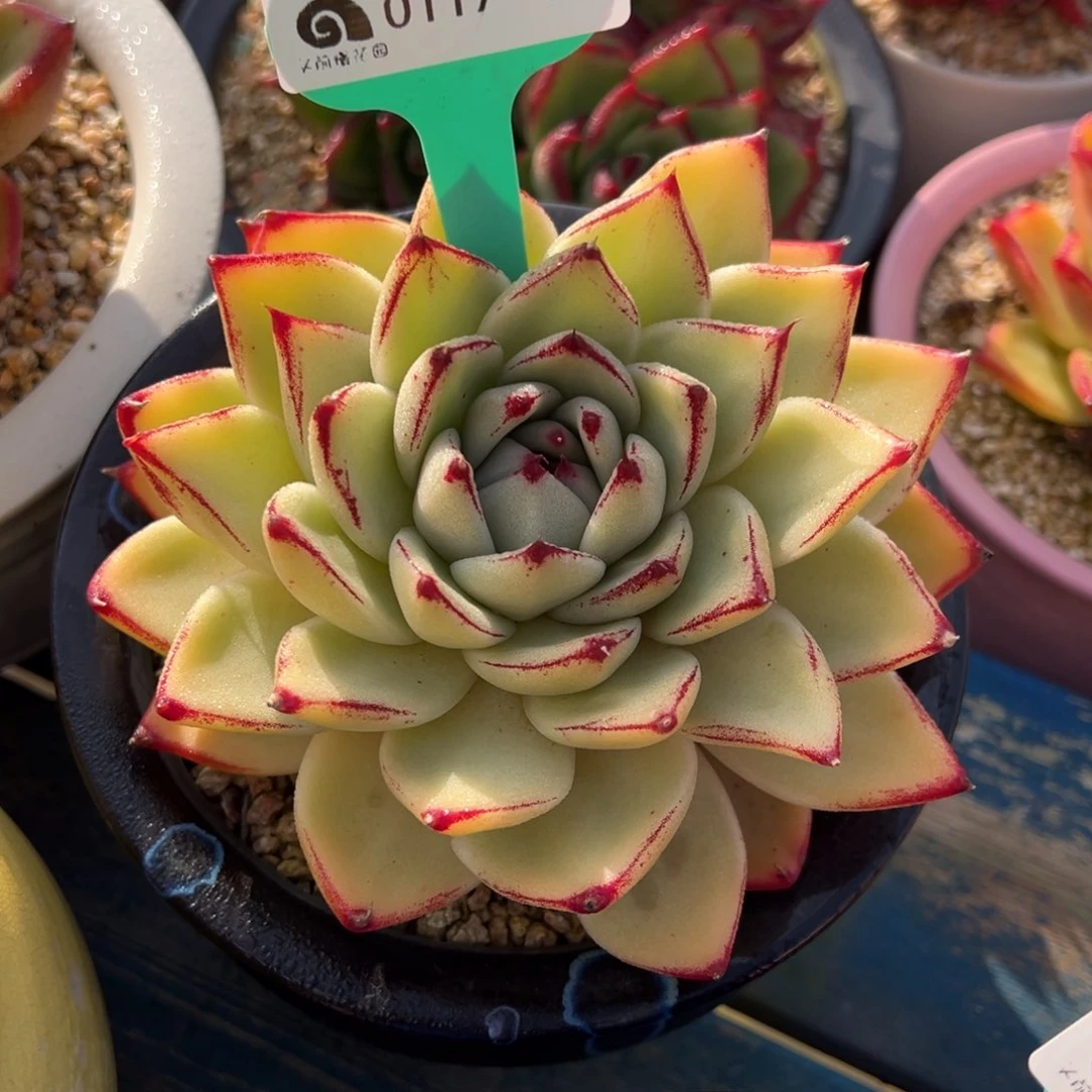 从前慢多肉精选编号0117.61