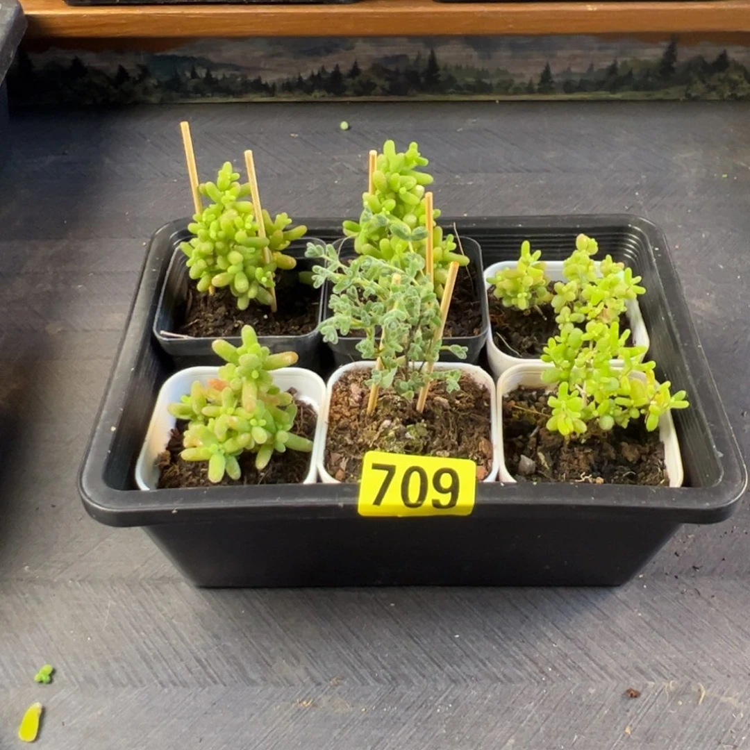 枝干番杏多肉植物709