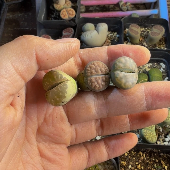 点多肉葡萄的季节50