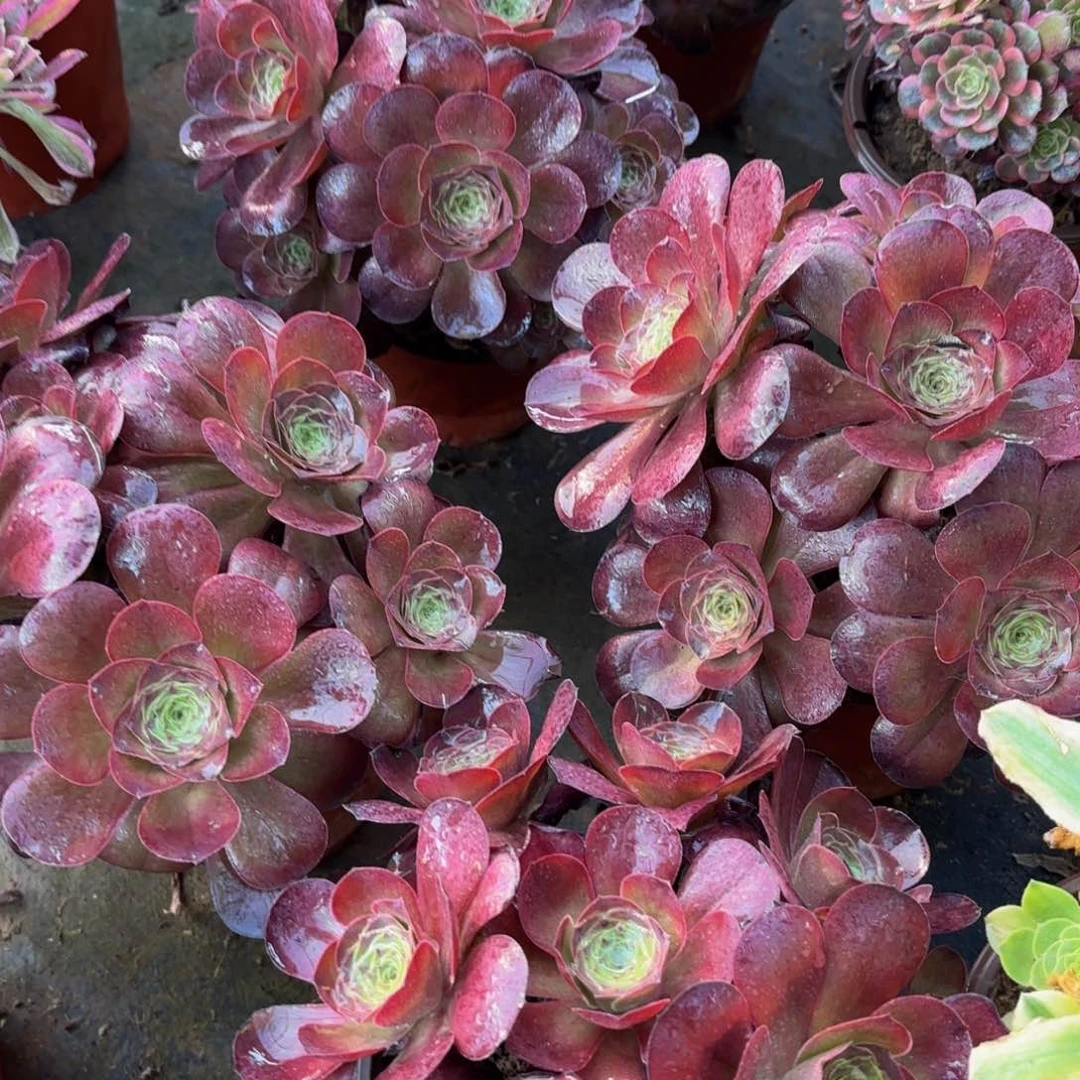 魅金玫瑰绣球9.9多肉植物