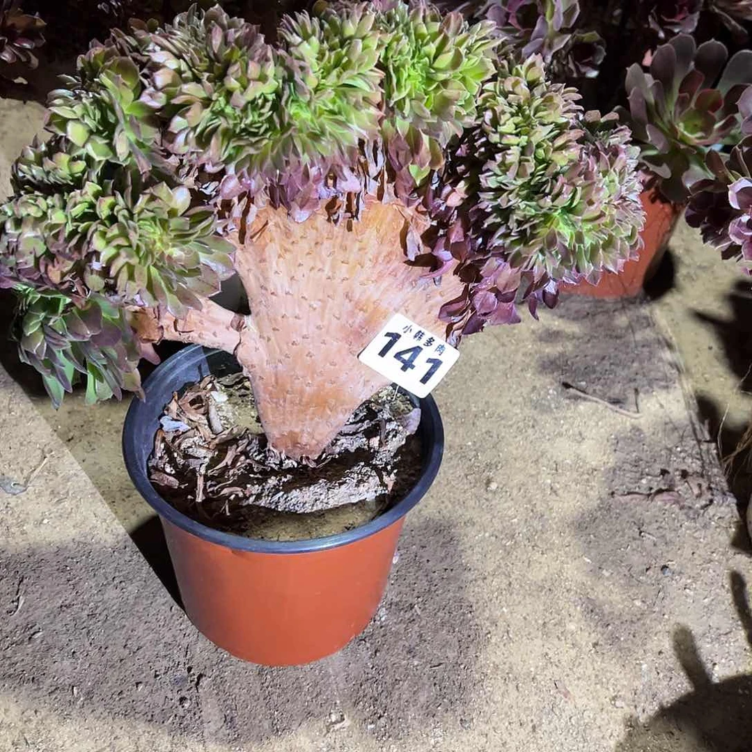 繁****宁141万圣节缀化一颗法师