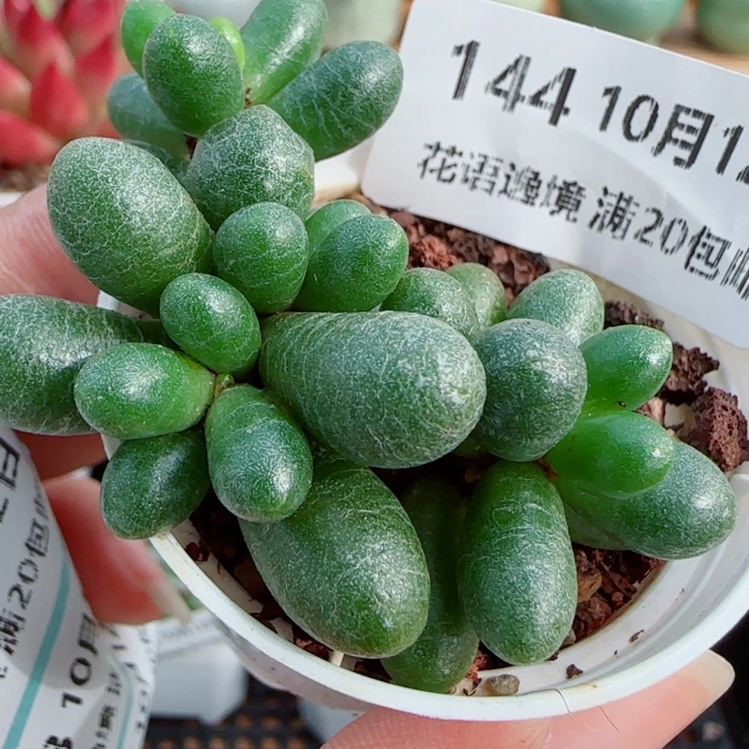 花语逸镜1012-144绿龟卵