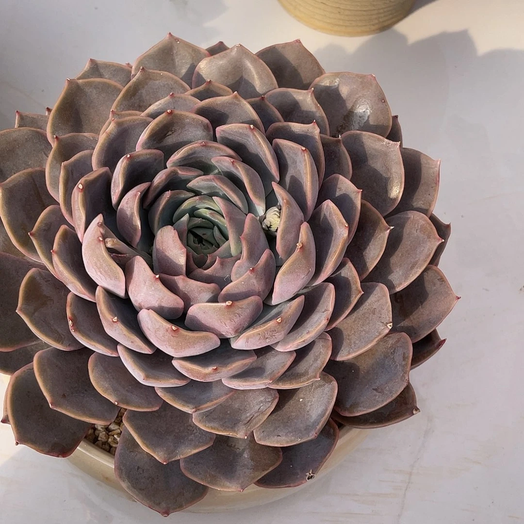 菲欧娜多肉多肉多肉