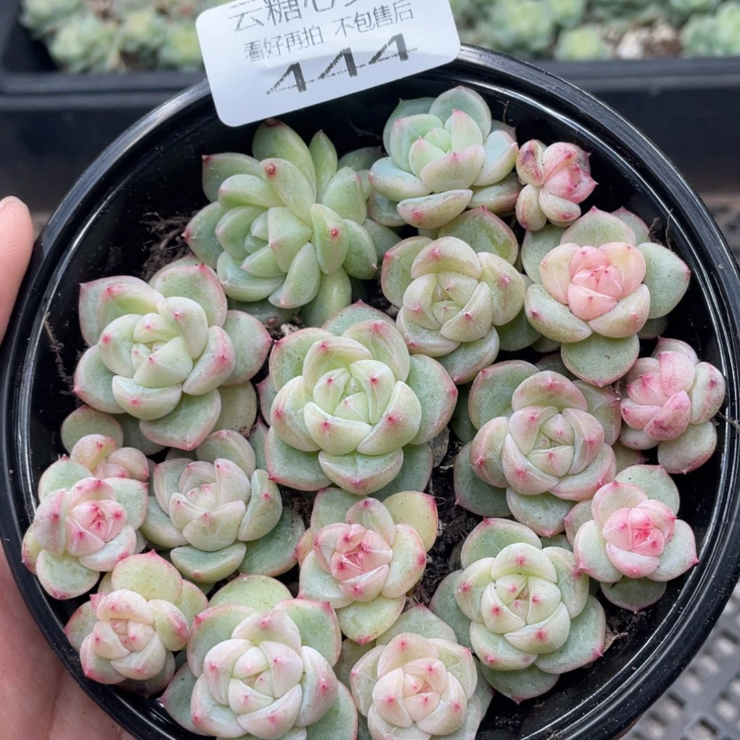 云糖心多肉植物444