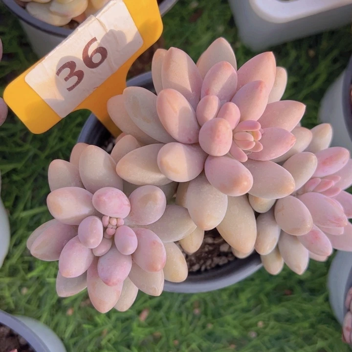 健健康康平平安安