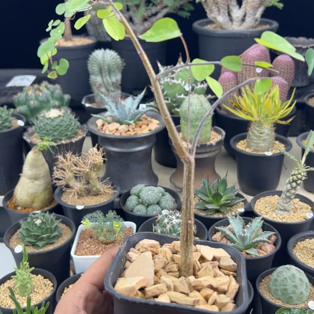 马岛西番莲一物一拍