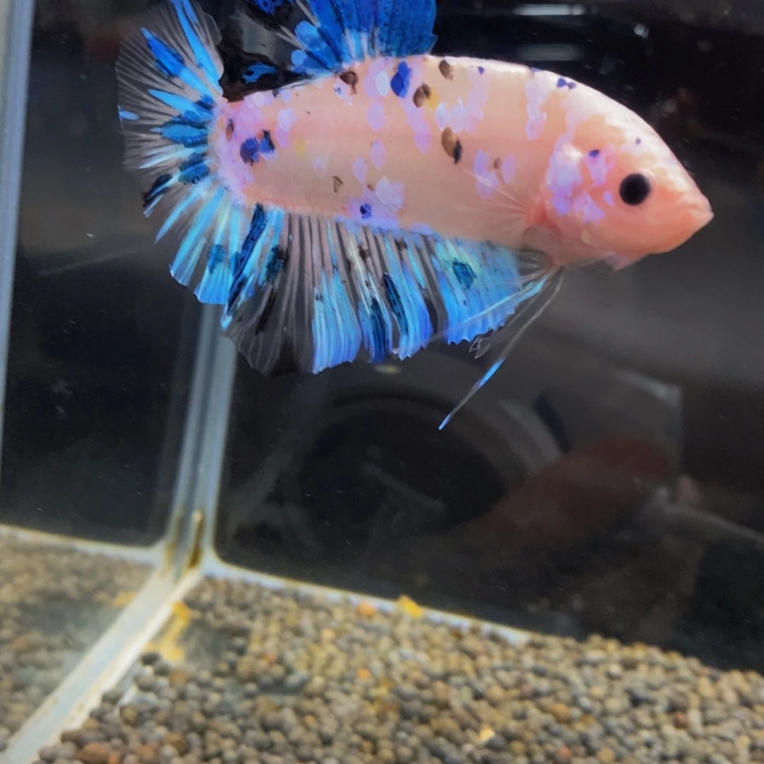 斗鱼308巨斗111111