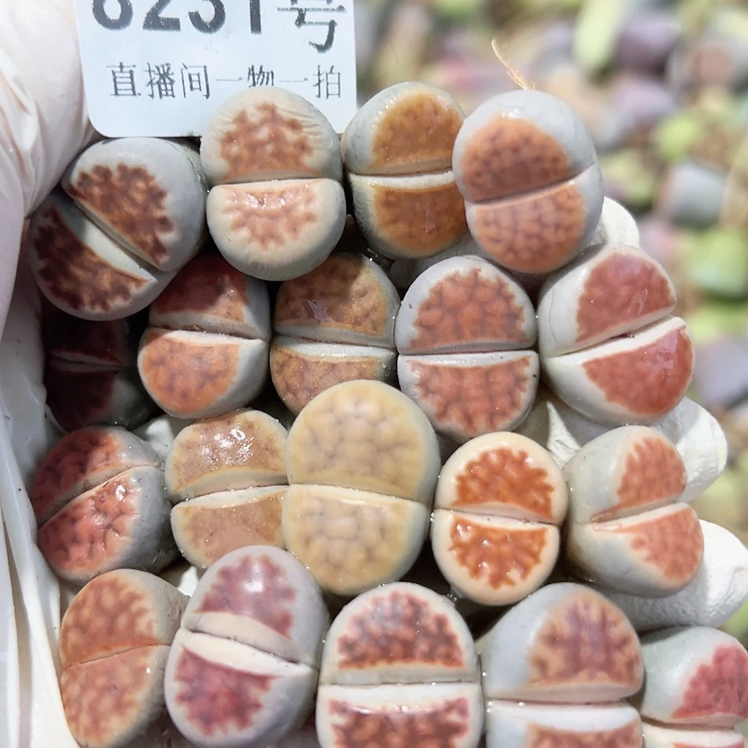 8231 好养易活生石花大母本19个