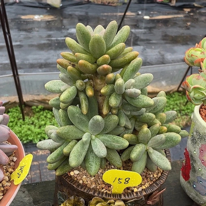 糖果美人多肉植物