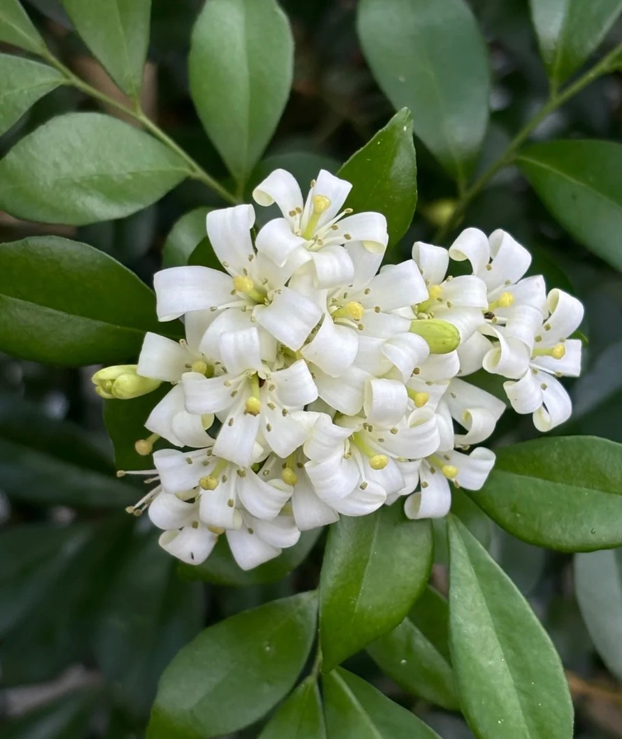九里香盆栽 带花苞开花香 独杆大苗高度约45cm 喜阳耐阴 阳台客厅