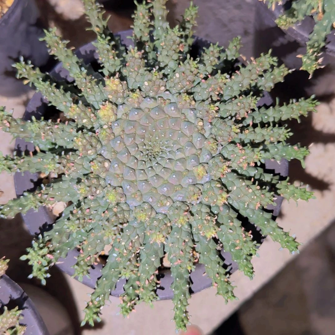 哈**厚块根粗壮植物块根