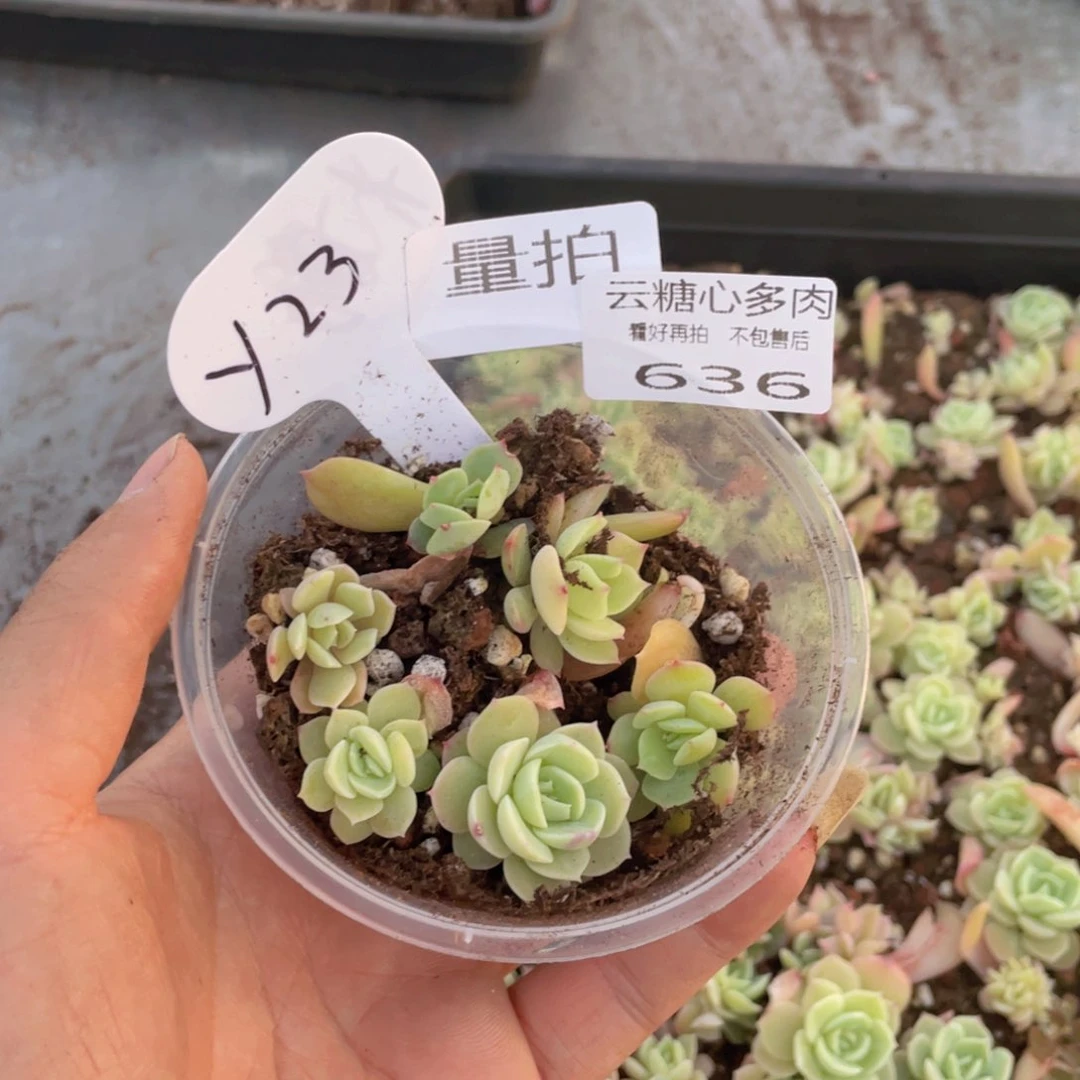 云糖心多肉植物636
