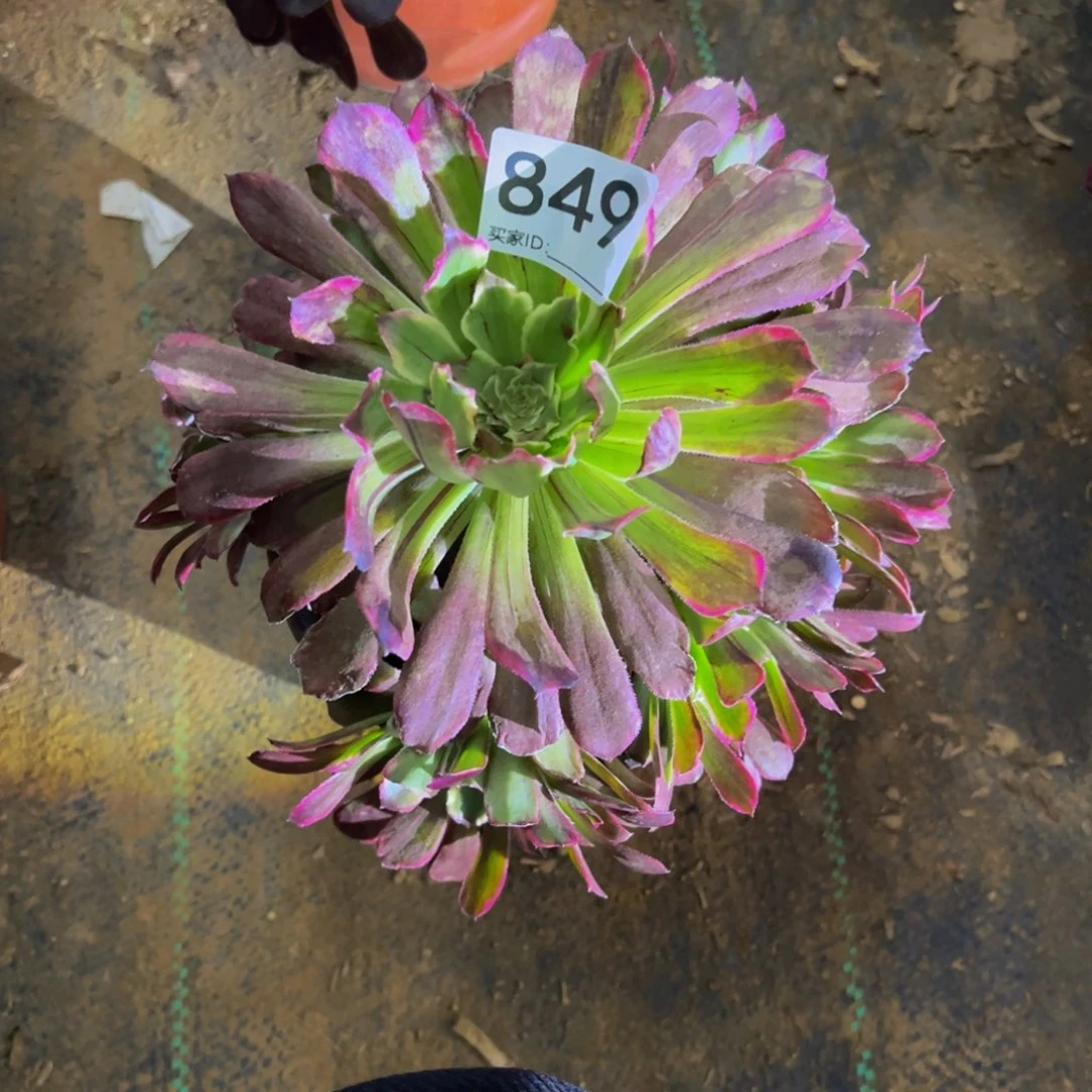 849水墨画多肉植物