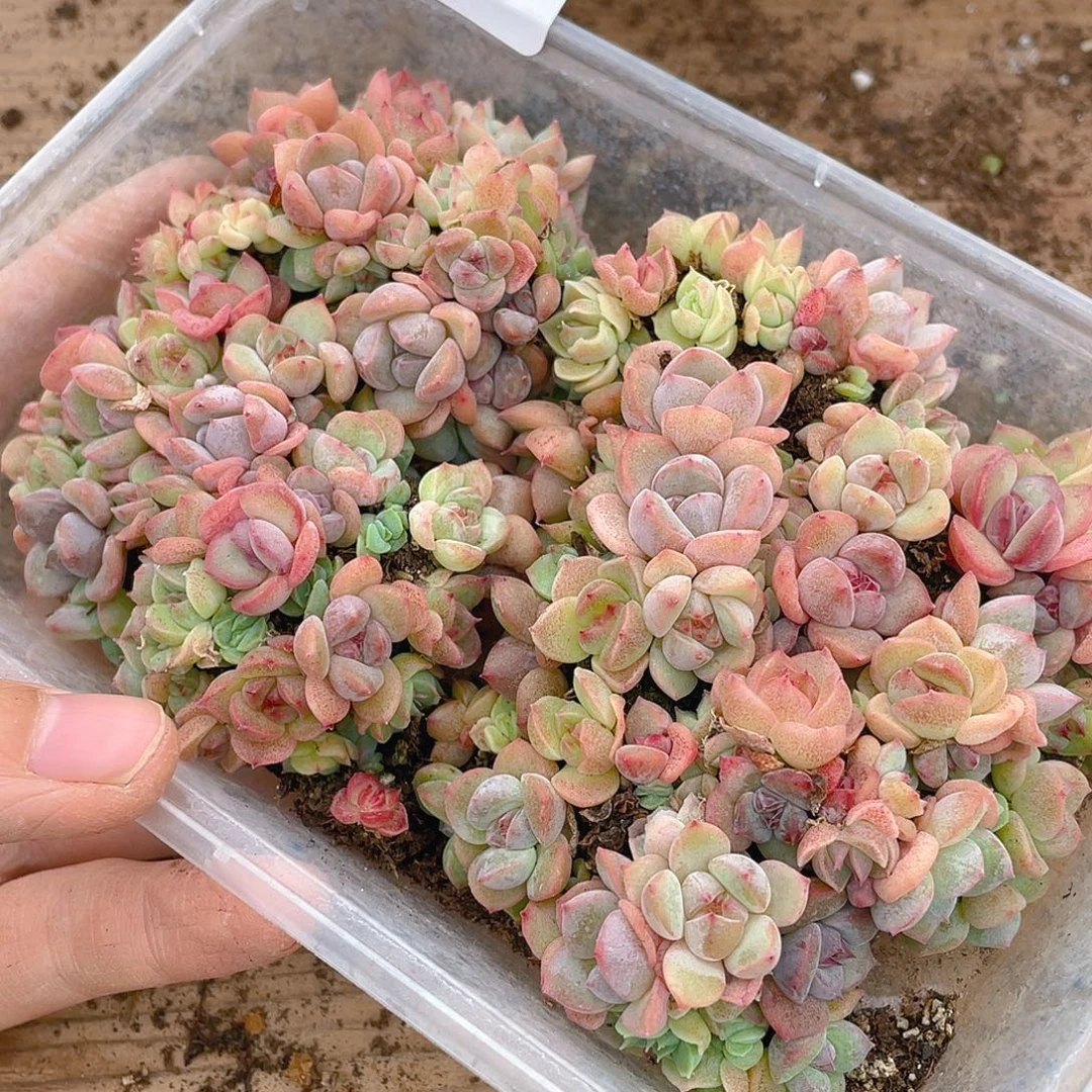 多肉植物多肉植物312