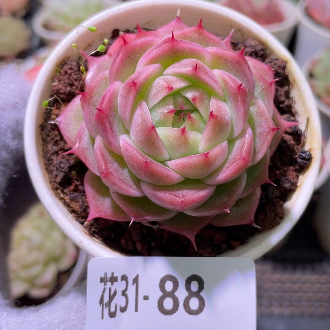 花利美31-88麦秆单头