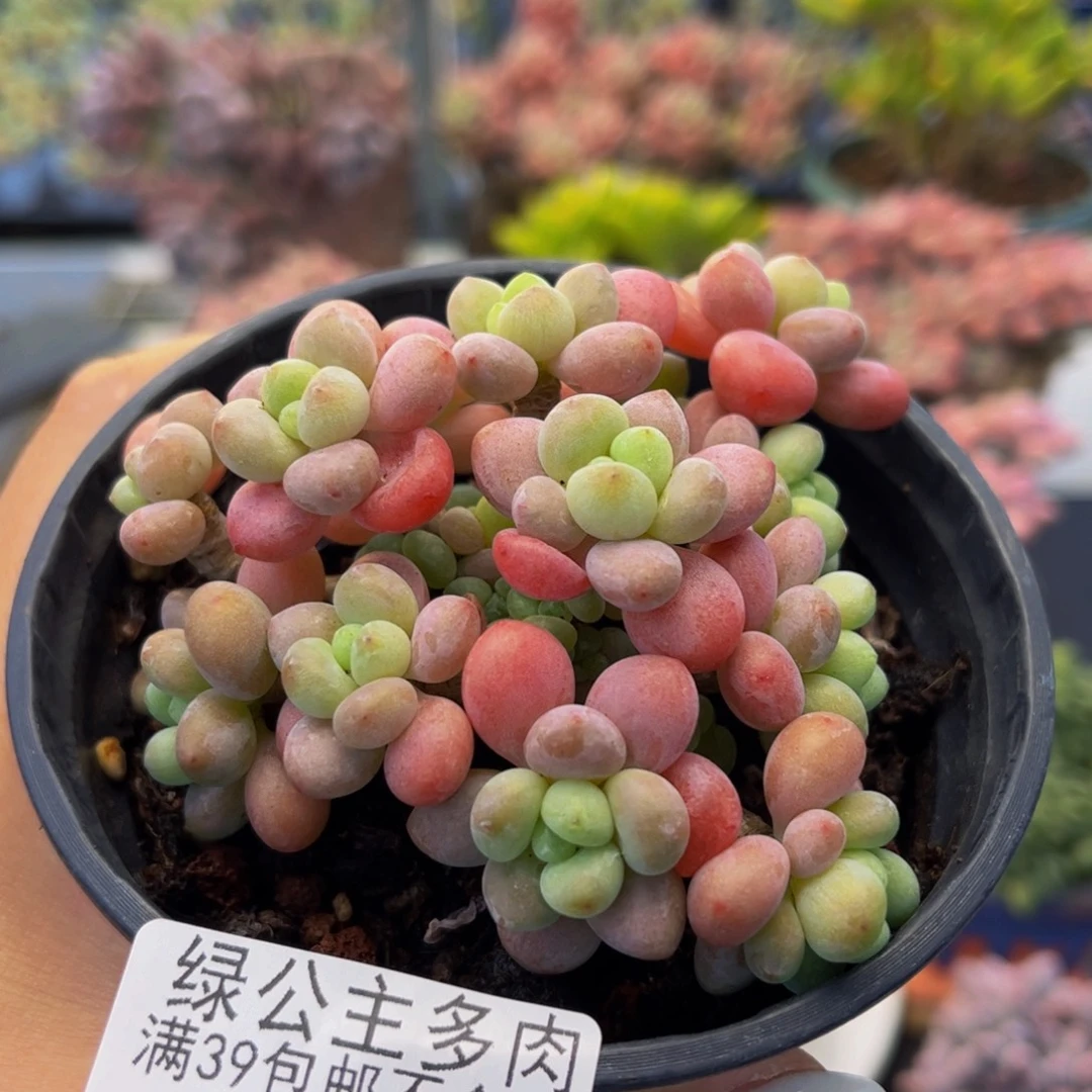 2834-鱼子酱多肉6cm多肉