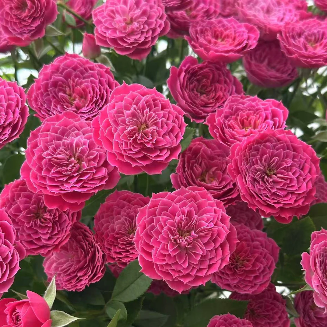 【玫瑰】马里奥塔  任拍三单顺丰空运包邮鲜切花10支装家居