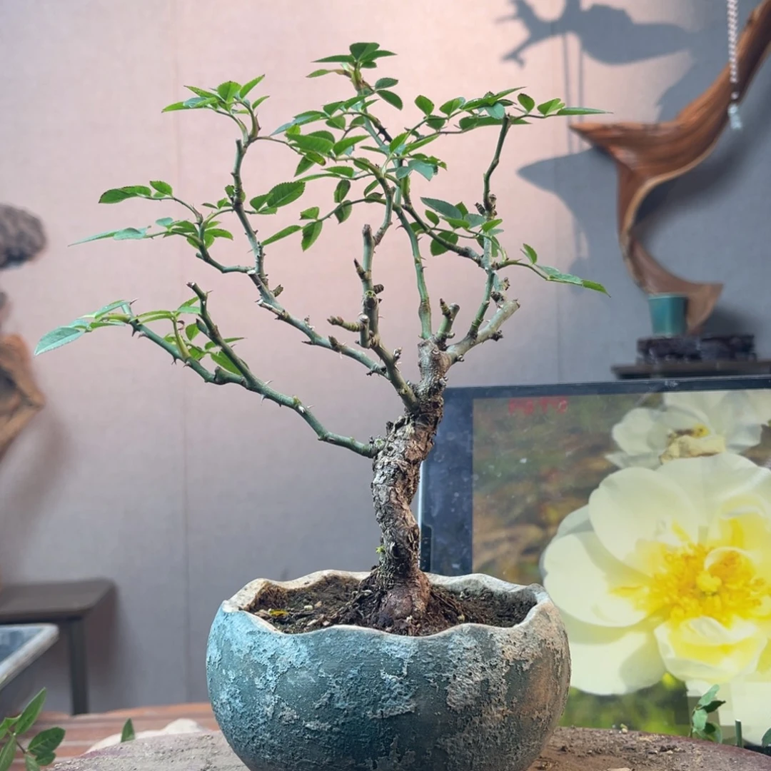 7***8少量花朵（建议范围：2朵-5朵 或40%以下）