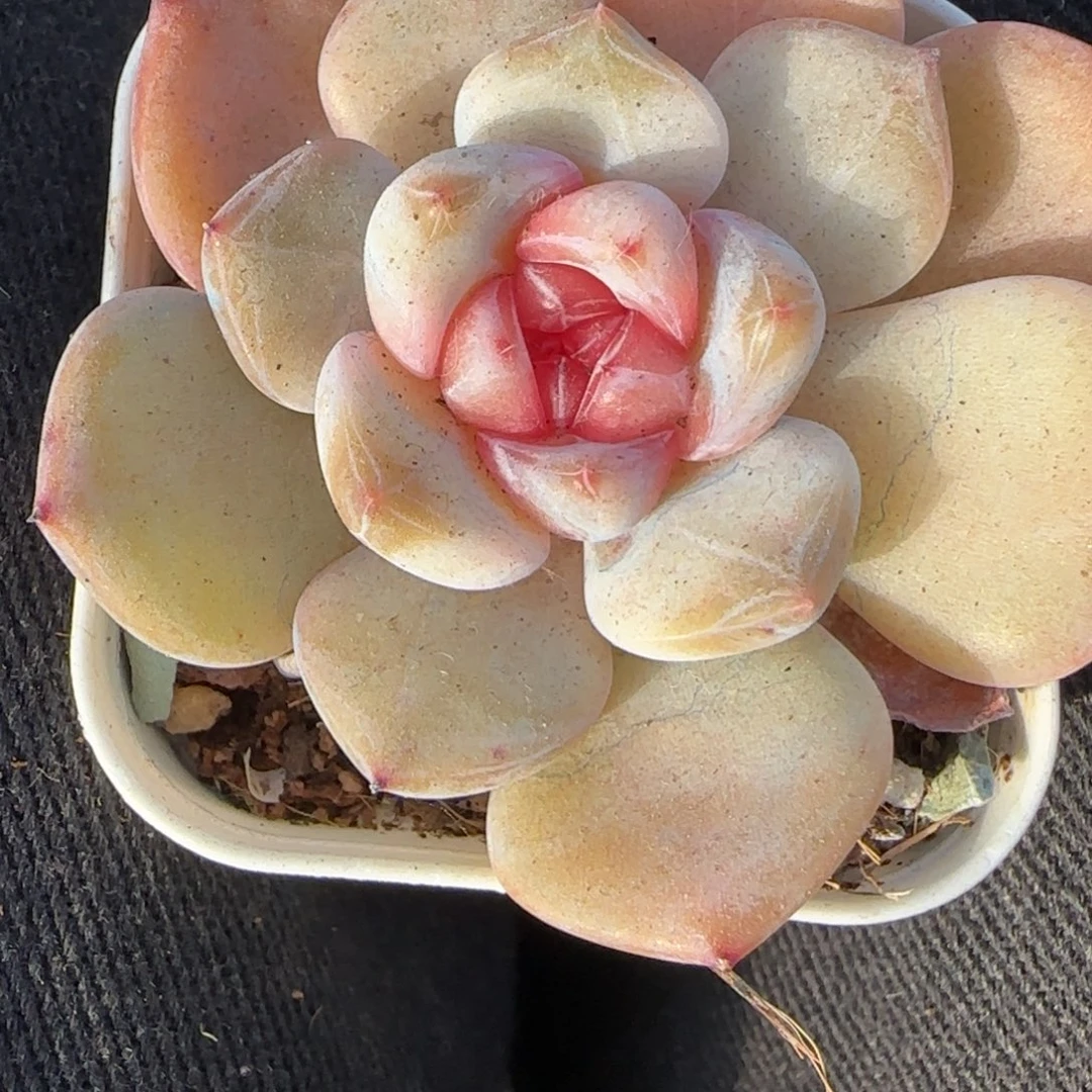 小卡拉米糖心一物一拍