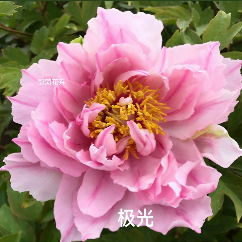【极光】日系牡丹花苗芍药根嫁接苗