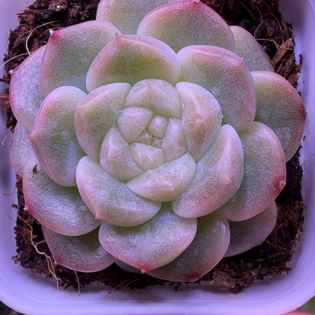 财富密码绿财富一物一拍