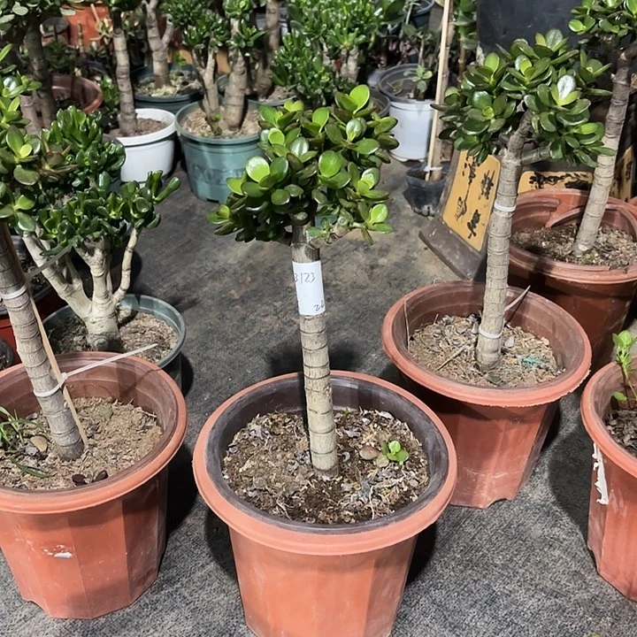 @***苏当前无花栽培后可以开花姬红22