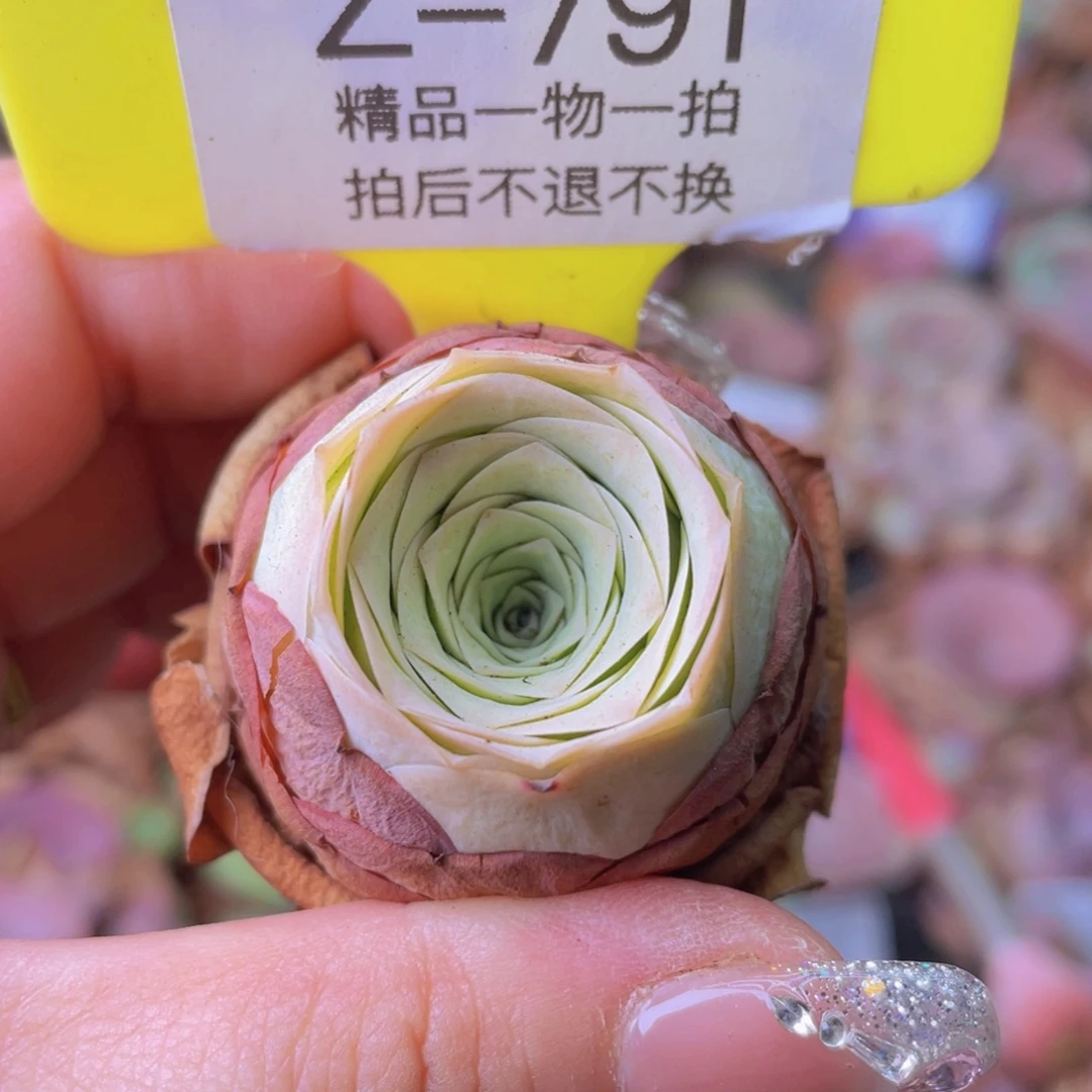 山地玫瑰Z791裸根发货断枝不包损不售后