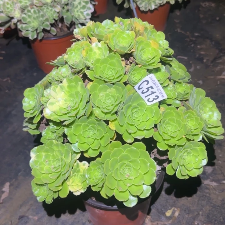 绿羊绒……多肉植物的