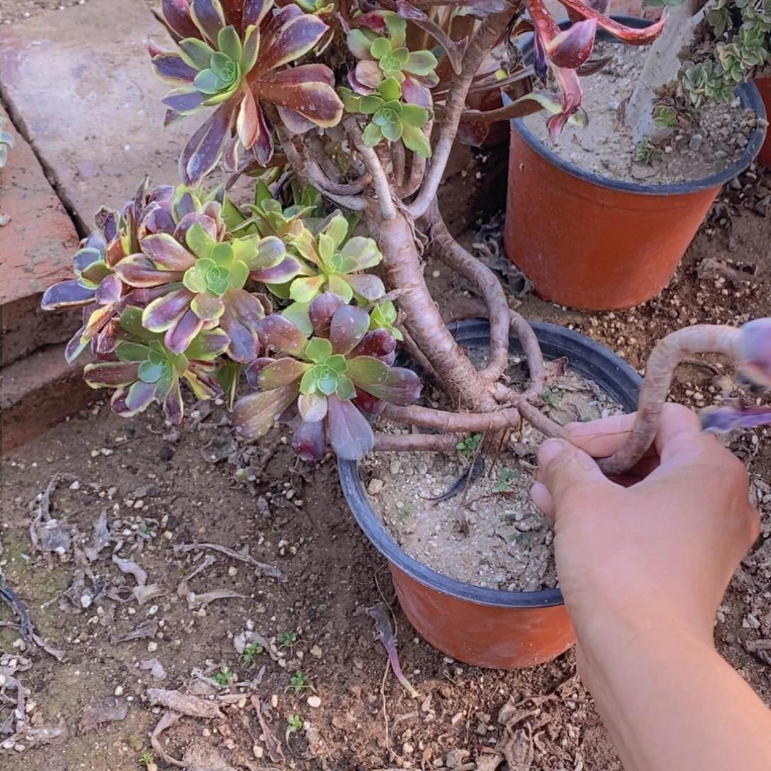 419瑕疵号一物一拍多肉植物