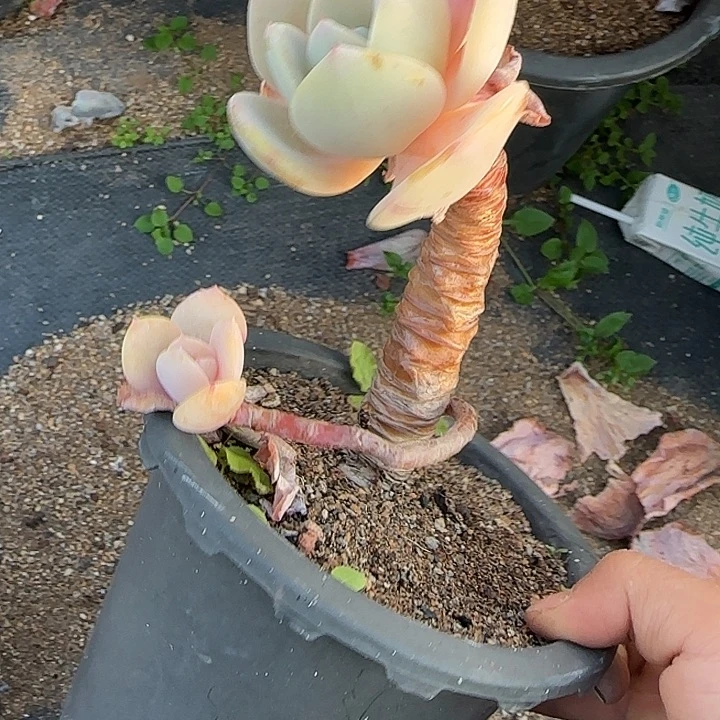 白凤972 多肉植物一物一拍