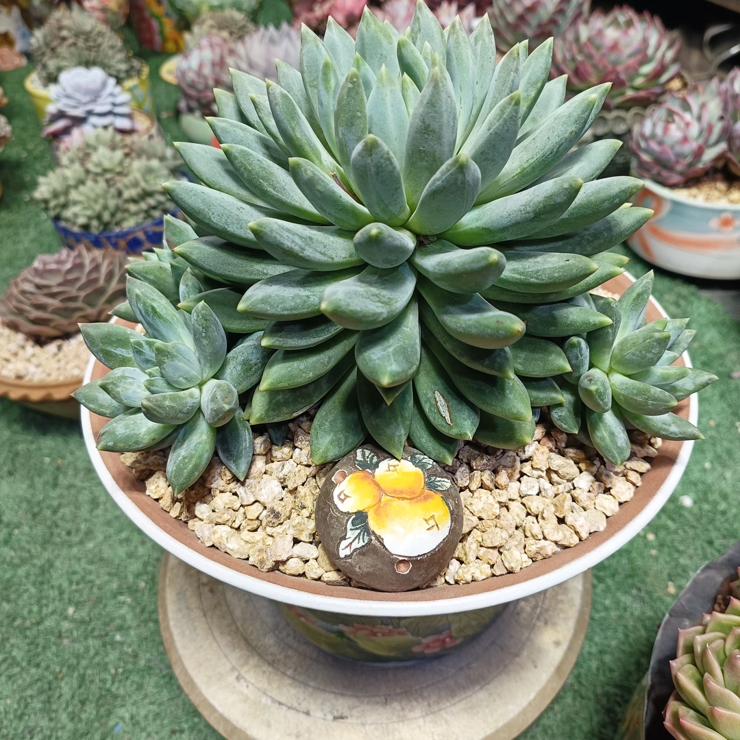 一物一拍精品老桩多肉植物