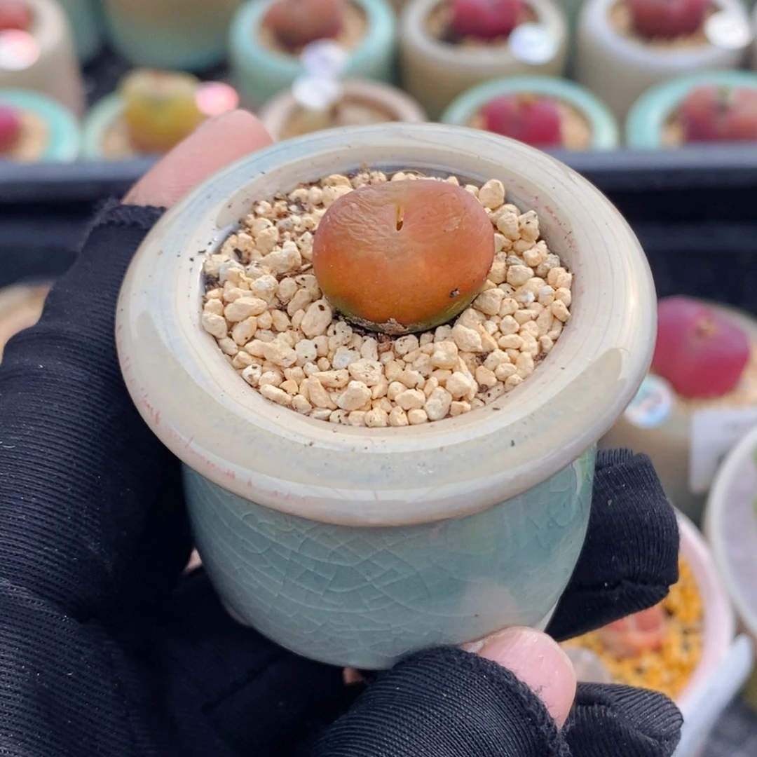 5958--一物一拍 带盆 柿饼