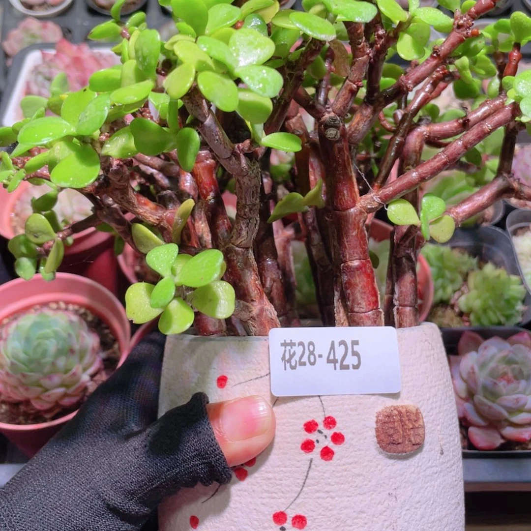 花利美28-425金枝玉叶➕花盆