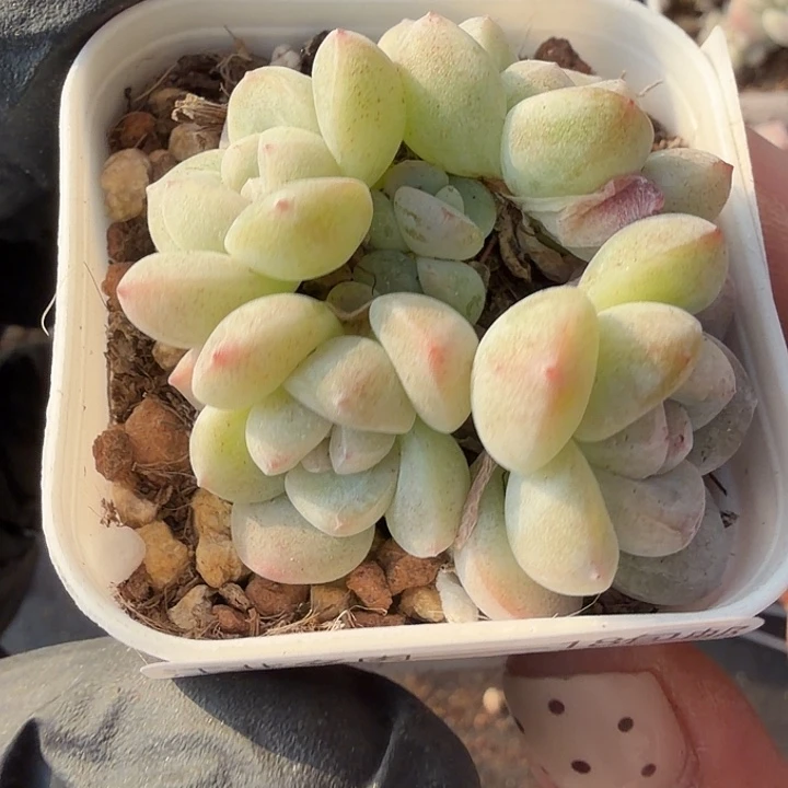 132 号到手1框一物一拍