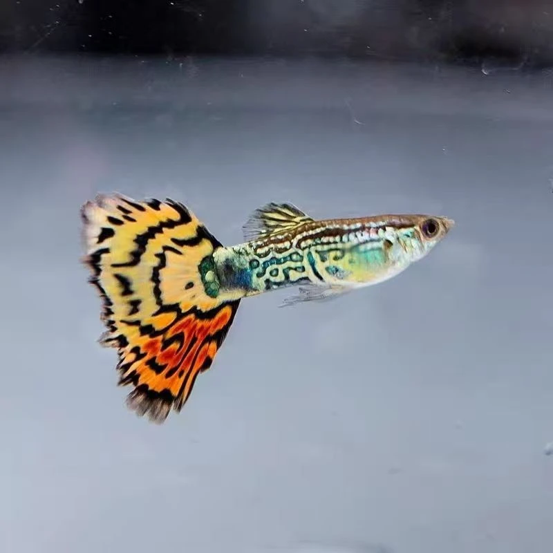 花老虎孔雀鱼小型观赏鱼混养大生小鱼（开包入缸不包损）