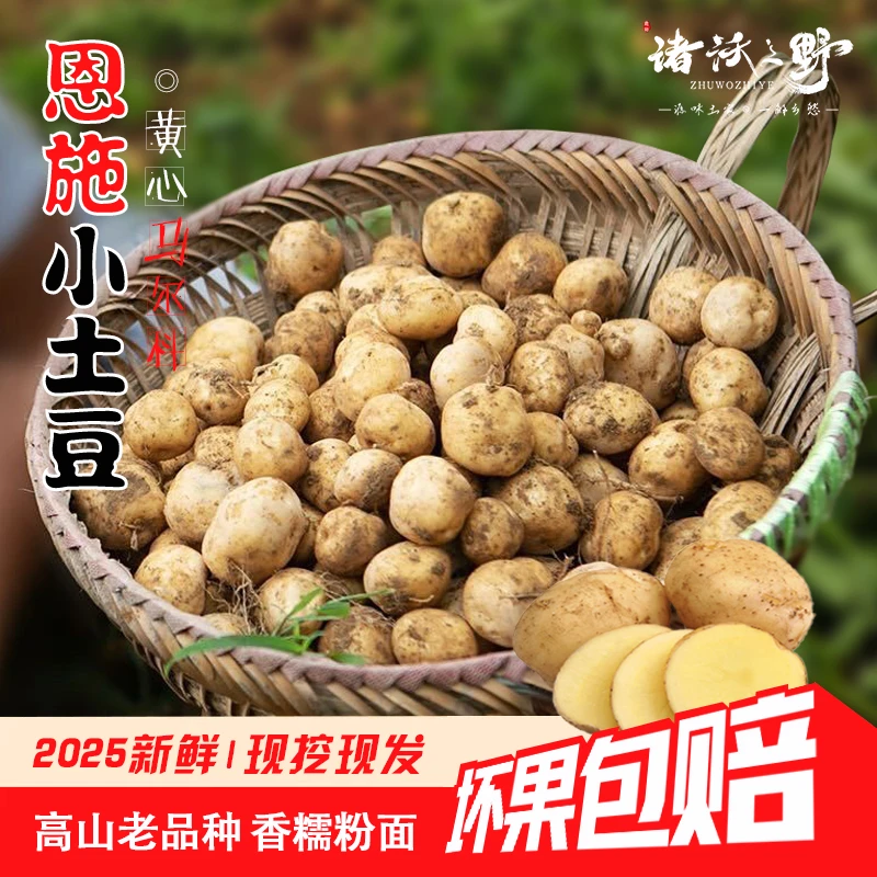【2025新鲜现挖】恩施小土豆 马尔科洋芋黄心高山马铃薯面糯原生态