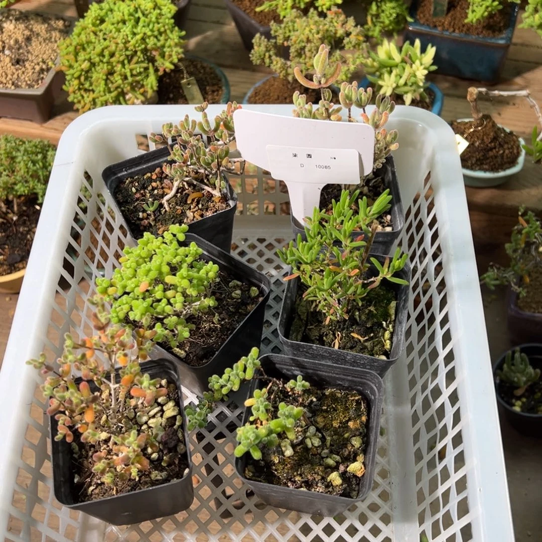 10085框拍特价活动框