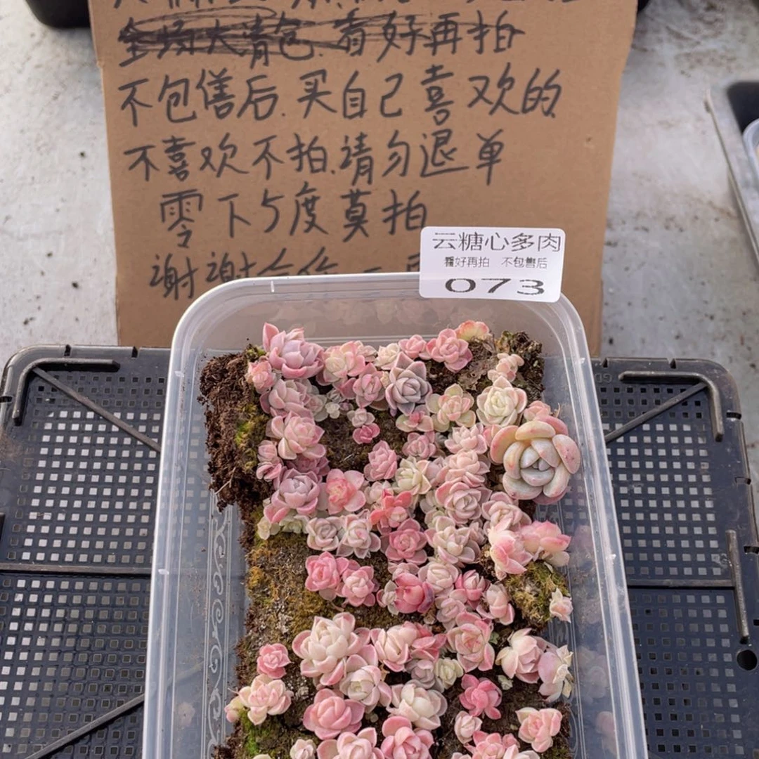 云糖心多肉植物73