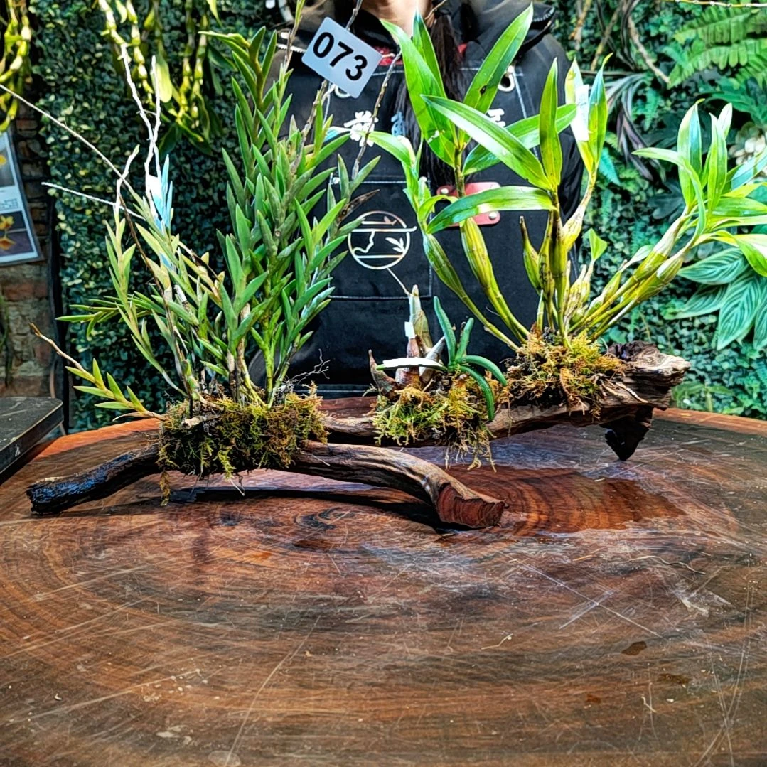 【闪购商品】73长苏虎牙剑叶美玲花花