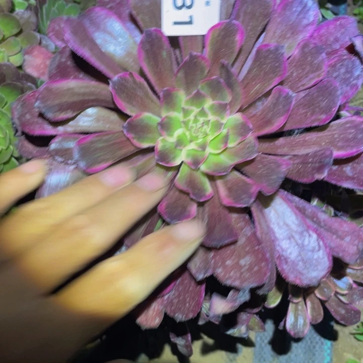 331云彩变异多肉植物