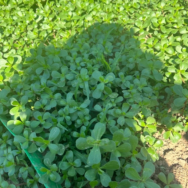 天津新鲜马菜马齿苋野菜现挖长命菜长寿菜整棵带根五行草马菜